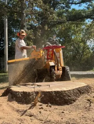 Even tree stump picture