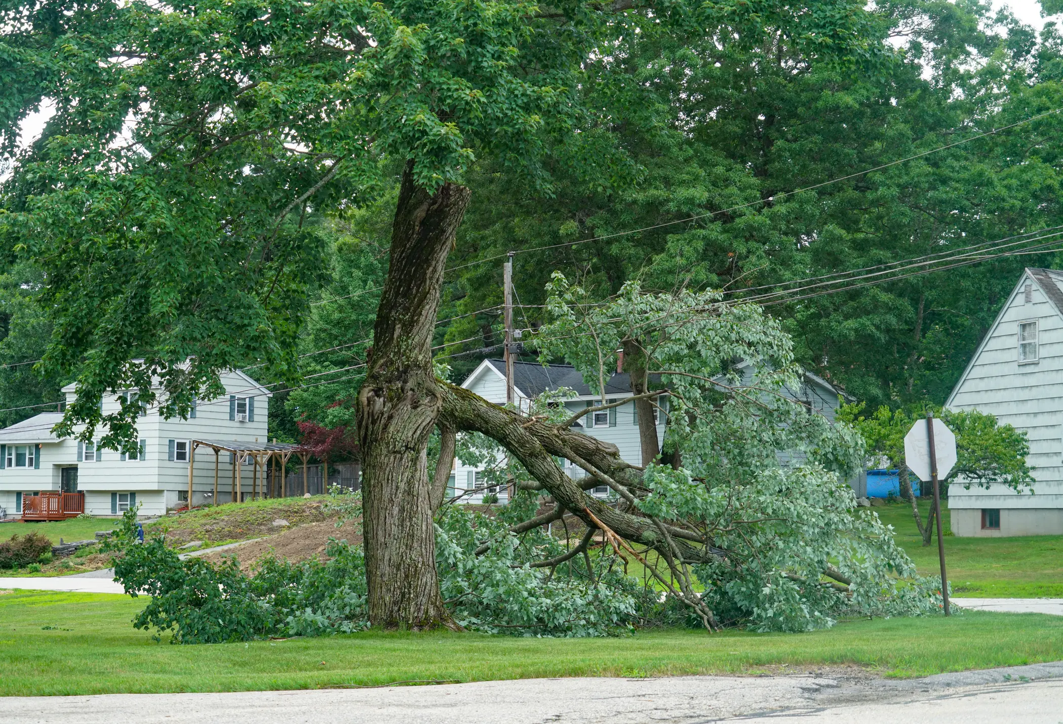 Large oak tree with a heavy broken limb collapsed toward the street and onto the lawn near power lines in a residential neighborhood, showing storm damage needing emergency tree removal.