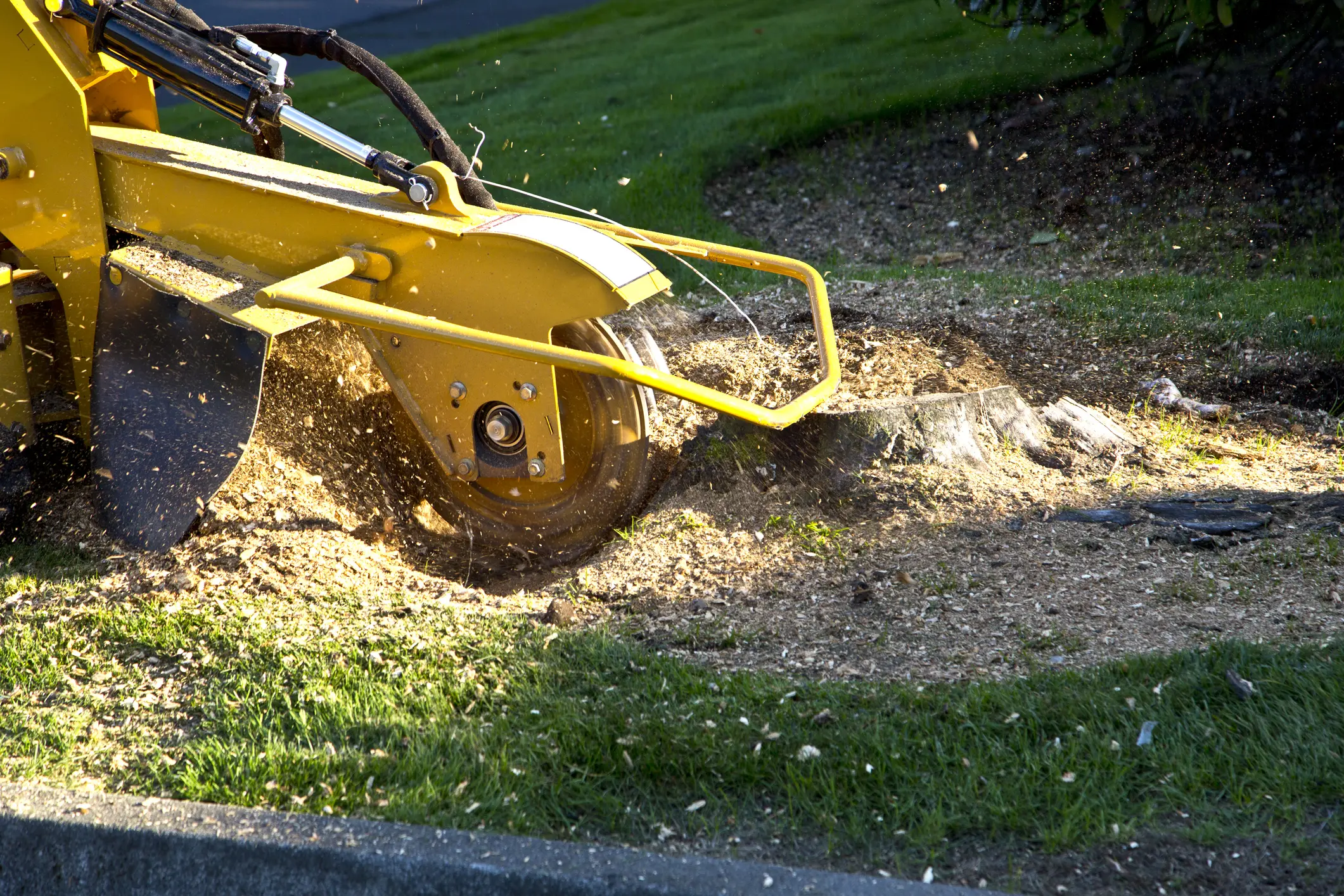 Yellow stump grinder chipping a tree stump with wood chips flying onto a lawn, illustrating professional stump grinding and tree removal services for emergency and routine tree care in Eastern Iowa