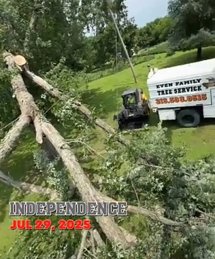 Safe Tree Removal